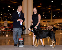 Greater Swiss Mountain Dog #10 Sun BOS WB Breen Jacob & Day Breen & Suzanne Sparrow Judge Mr Harry (Butch) H Schulman