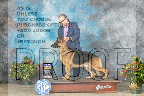 German Shepherd Dog #11 Thu BOB Judge Dr Michael WoodsMJP_7096_SA2023_HR3