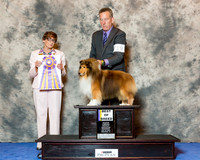 Shetland Sheepdog #19 Wed BOB Ennis Sandi and Jamie Ennis Judge Marilyn M OCuilinn