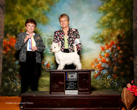 West Highland White Terrier #10 Sun BOB Mariotto Christie Judge Cindy Meyer