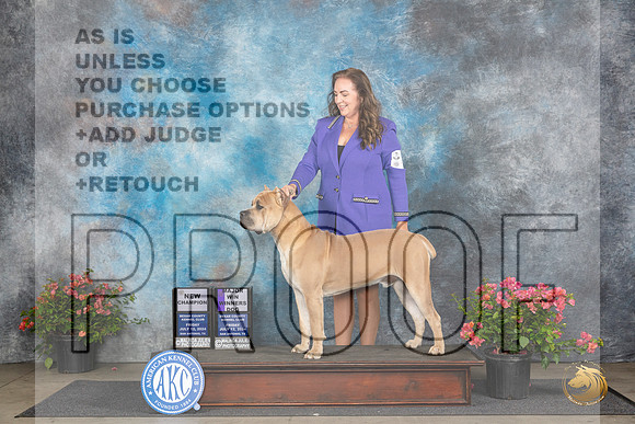 Cane Corso #5 Fri WDMCH Judge Wendy G Willhauck__JP_3947_San Antonio_2024_HR3