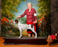 German Shorthaired Pointer #? Sat Custom Becky McCasland