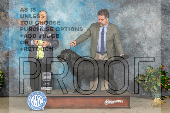 Labrador Retriever #25 Fri OHRBIS Judge Jay RichardsonMJP_8532_SA2023_HR3