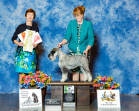 Standard Schnauzer #45 Wed BiSS Michelle & Chris Bell & Pat White Judge Ms Georgia Sabean