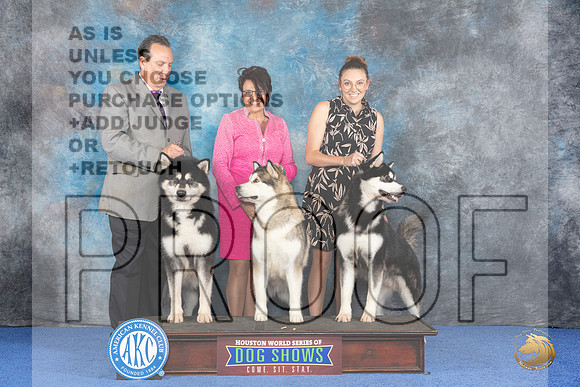 CUSTOM Alaskan Malamute WED Judge Jon Cole__JP_7359_Houston_2024_HR3