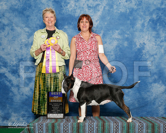 _R1_9412-2-BullTerrierAzlApr2016-HR3