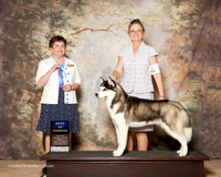 Siberian Husky #7 Fri BOW Hoover Kathy and Bruce Judge Cindy Meyer