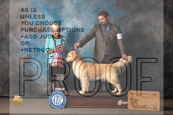 Golden Retriever #16 Wed BOB Judge Pluis Davern_MJ_2958_Houston_2022_HR3