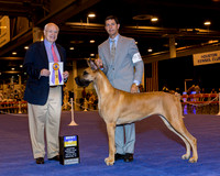 Great Dane #10 BOB Thrs Hotchkiss Leslie & Polly Hix Agent E Shore Judge Mr Ronald H Menaker
