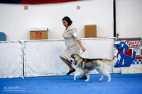 Best in Puppy Sweeps Sat Ring