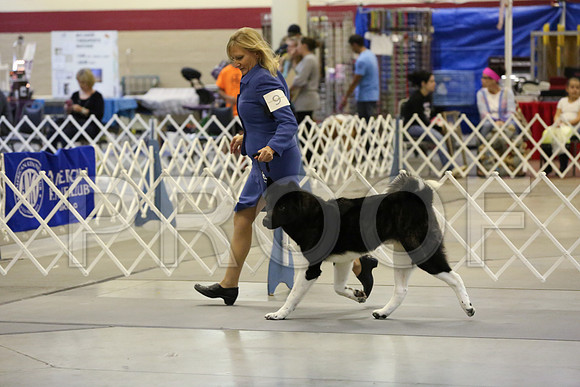 akita-1107-Amrllo13-HR