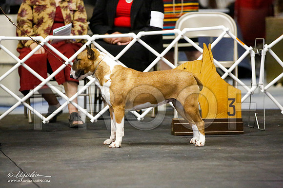 _JJ_4066-BullTerrierAzilApr2016-HR3
