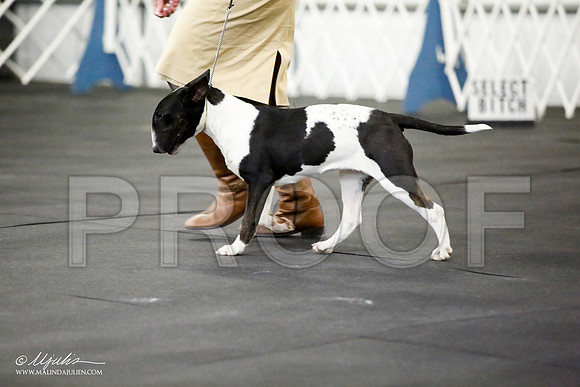 _JJ_2917-BullTerrierAzilApr2016-HR3