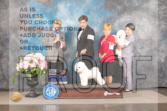 Bichon Frise #19 SUN SD OHBOB NCH Major Judge Luis Sosa_MJ_8128_Houston_2022_HR3