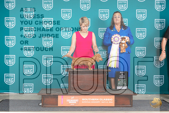 Dachshund Lonnghaired #166 Sat PBIS Judge Valerie Piltz__JP_6538_BatesvilleMS_2024_HR3
