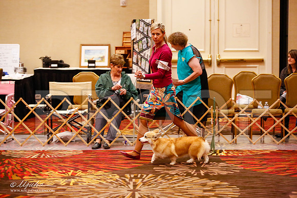 _JJ_9284-HstnCorgiFeb2015-HR3