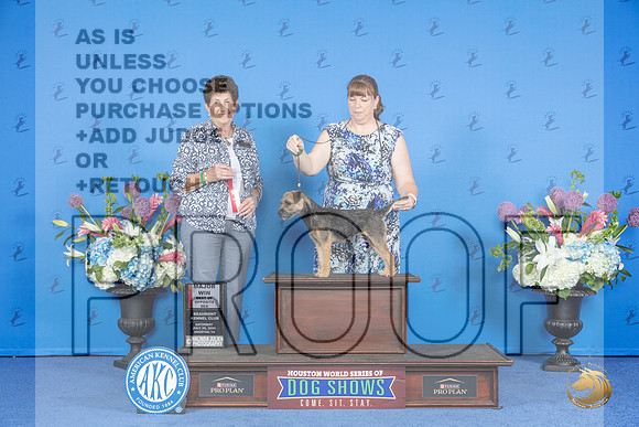 Border Terrier #16 SAT WB BOS M Judge Ann Yuhasz__JP_9834_Houston_2024_HR3