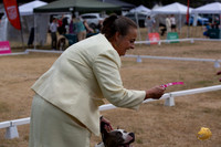 *Ringside Longview WA 2024 American Pit Bull Terrier #140