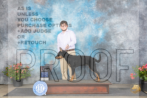 Beauceron #5 Sat PBOB Judge Wendy G Willhauck__JP_4737_San Antonio_2024_HR3