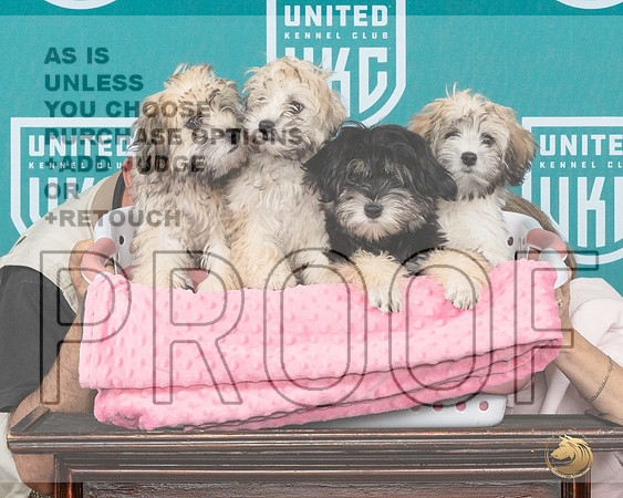 Lowchen Pups 1__JP_2231_Premier_2024_HR3