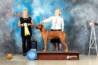 Rhodesian Ridgeback #9 Fri G3 Judge Debra Thornton