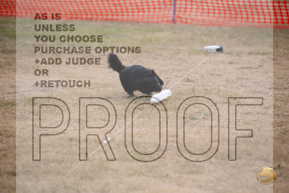 Schipperke Percision Coursing Sat Longview WA 2024_JJL_3767_Longview WA_2024_HR3