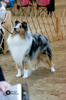 12-18 month Puppy Dogs Rough Sat Ring