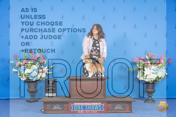 Chihuahua Long Coat #19 FRI BOW M Judge Nancy Liebes__JP_8860_Houston_2024_HR3