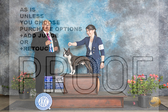 Boston Terrier #17 Sun WDBOWCH Judge John F Booth__JP_5853_San Antonio_2024_HR3