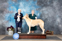 Anatolian Shepherd #? Sun Judge Sulie Greendale-Paveza