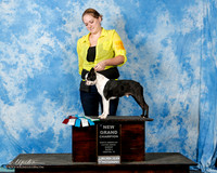 Boston Terrier #858 Sun new GrCh