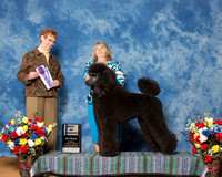 Poodles Standard #11 Fri BOW Wolverton Brendan Rhonda Denise Trimpa Agent Elizabeth Brown Judge Mrs Patricia Hastings