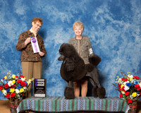 Poodles Standard #22 Fri WB Wilkinson Luann K Adams E Brown Judge Mrs Patricia Hastings