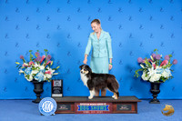 Miniature American Shepherd #26 SAT WB BOS M Judge Jon Cole