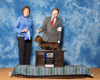 Dachshunds Longhaired #25 Sat BOW Maj Bensabat Kelly Judge Mrs Karen C Wilson