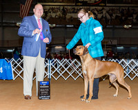 Rhodesian Ridgebacks #5 Sat BOW Howeth Paula Judge Mr Gary L Doerge