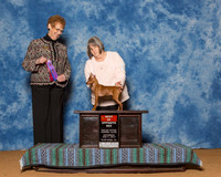 Miniature Pinschers #12 Sat BOS Baker Sheryl Judge Mrs Patricia Hastings