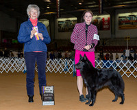 Belgian Sheepdogs #20 Sat BOB Maj McArtor Anna Judge Judge Mrs Sharon Newcomb