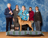 Belgian Malinois # Sat BOB Judge Mrs Sharon Newcomb