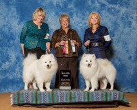 American Eskimo Dogs #11 #17 Major Wins Hammond Brown Bonnie Caltrider Susan Judge Ms Angela J Porpora