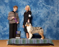 Australian Shepherds #24 Sat Maj WB Barnies Taylor Judge Mrs Patricia Hastings