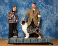 Australian Shepherds #45 Sat NC Maj BOW Willis Katie A Judge Mrs Patricia Hastings