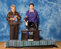 Boston Terriers #21 Sat Maj BOW Galiga Marcia E Judge Ms Angela J Porpora