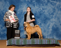 Chinese Shar-Peis #J502 Sat RBJ Harvey Larry Deena Judge Mrs Donnelle Richards