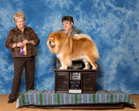 Chow Chows #7 Sat NC BOB Reed Jan Judge Ms Angela J Porpora