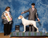 Irish Setters #J603 Sat BJ Towell Cortlund Judge Mrs Donnelle Richards