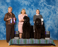 Poodles Standard #11 #8 Sat WD WB Trimpa Denise Agent Elizabeth Brown Judge Ms Angela J Porpora