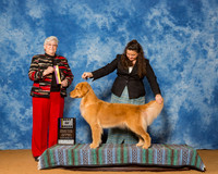 Retrievers Golden #8 Sat BOB Nieman Mia Agent Colette Livingston Judge Mrs Mary B Napper