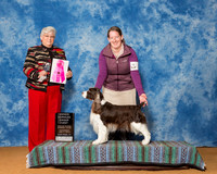 Spaniels English Springer #8 Sat OH G1 Reed Misty Judge Mrs Mary B Napper