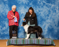 Border Collies #6 Sat NC Maj BOW Barras Paula P Agent Colette Livingston Judge Mrs Melanie D Williams